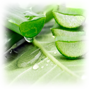 ALOE_VERA_EXTRACT