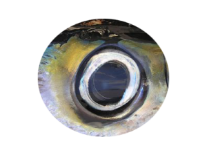 tuna eye